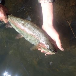 A rainbow trout caught during the UHTFC Rivers in May Festival
